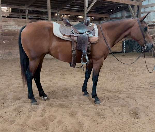 pack-trail-pony