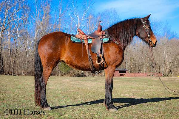 all-around-belgian-horse