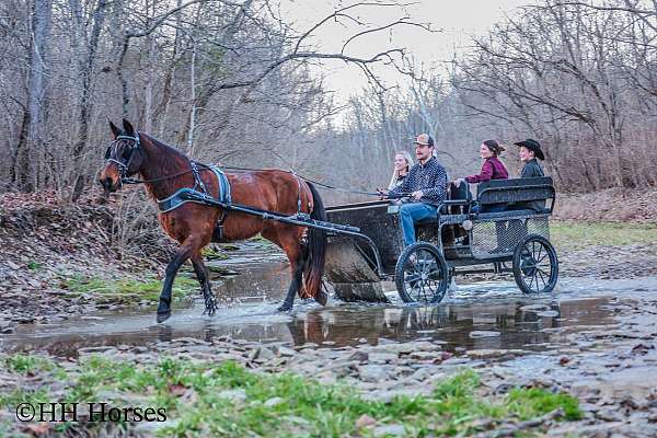 athletic-belgian-horse