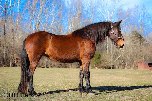 beginner-belgian-horse