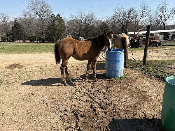 blaze-horse