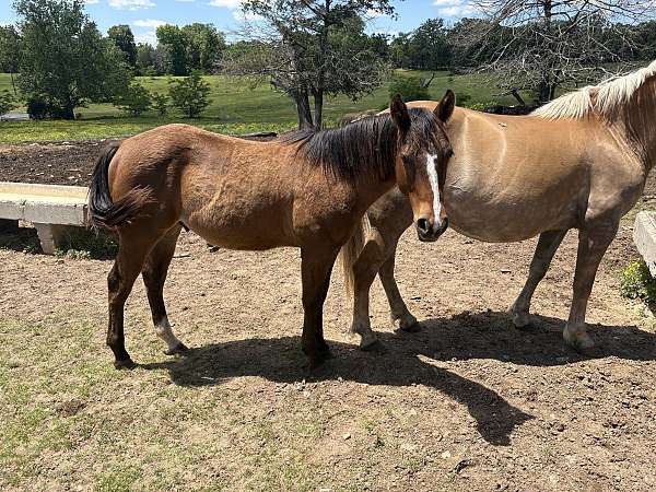 silver-lining-quarter-horse