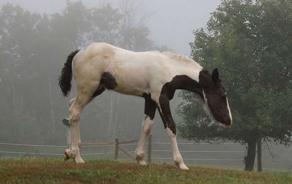 double-registered-knabstrupper-horse