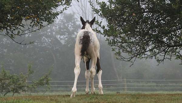 gypsy-vanner-colt