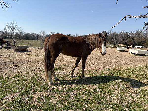 4-whites-blaze-horse