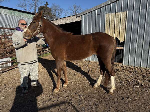 bay-4-whites-blaze-horse