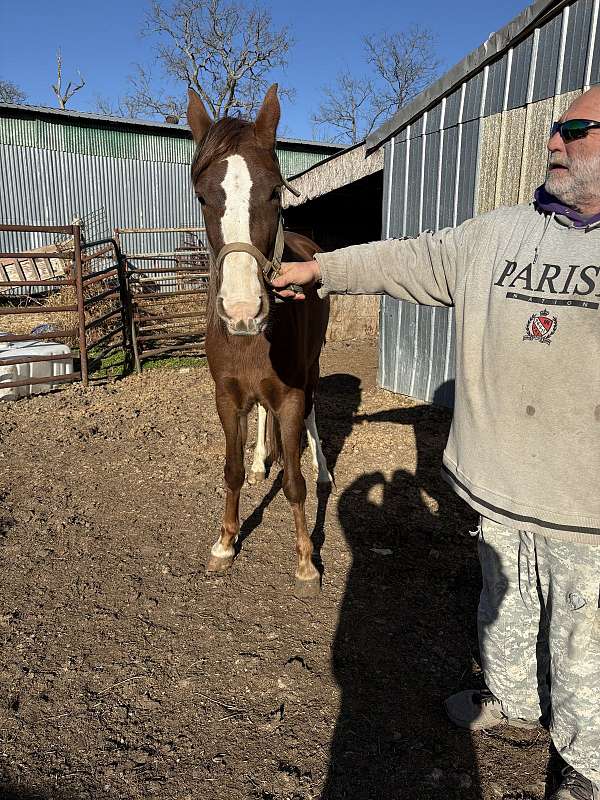 great-conformation-filly