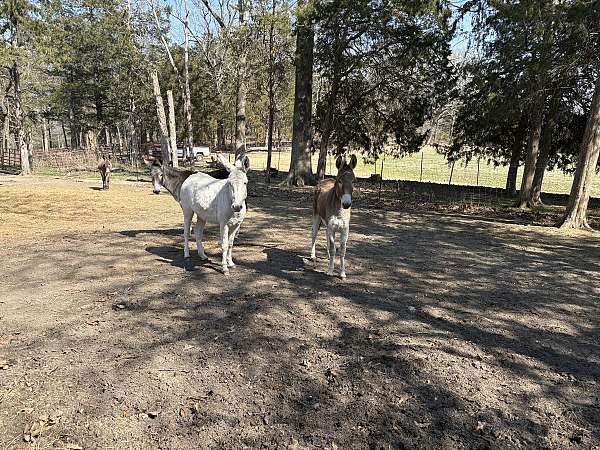 a-few-grey-spots-donkey
