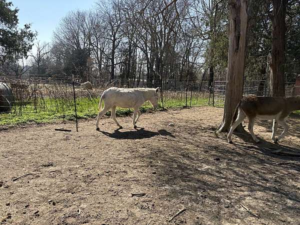 white-a-few-grey-spots-donkey