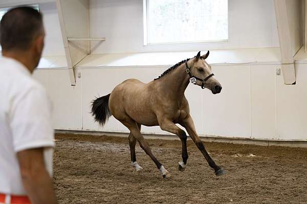 buckskin-white-blaze-three-ankles-horse