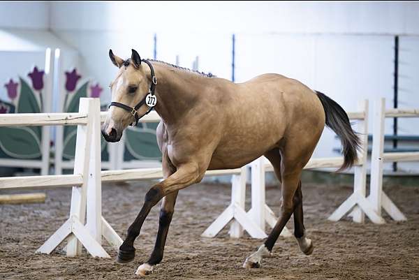 white-blaze-three-ankles-horse