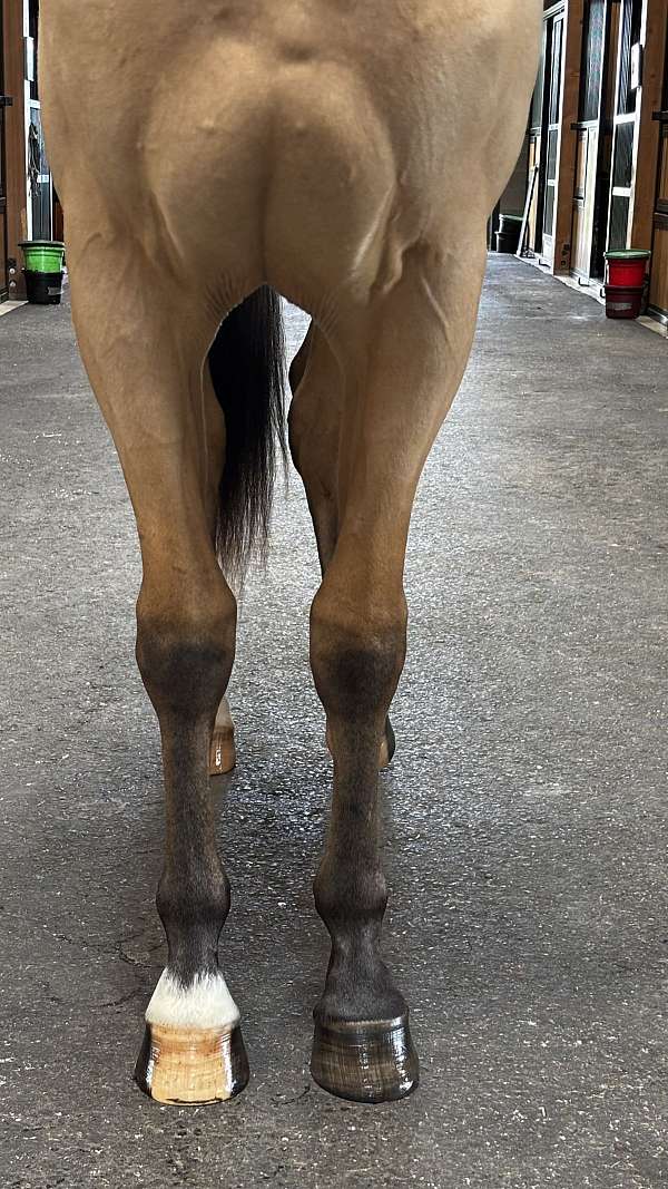 finish-dutch-warmblood-horse