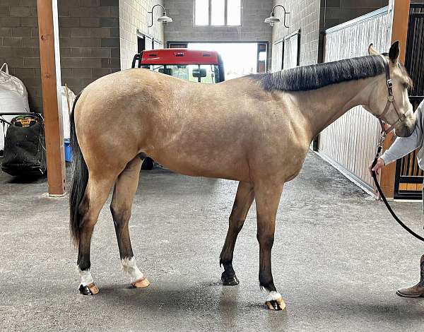farrier-dutch-warmblood-horse