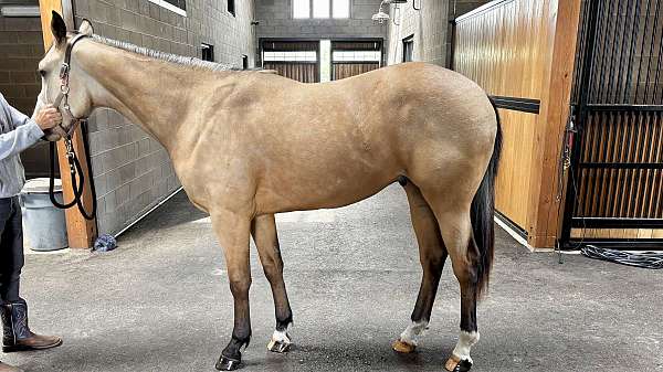 futurity-dutch-warmblood-horse