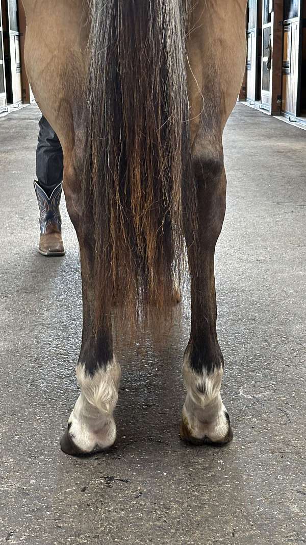 futurity-prospect-dutch-warmblood-horse