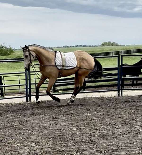 foot-dutch-warmblood-horse