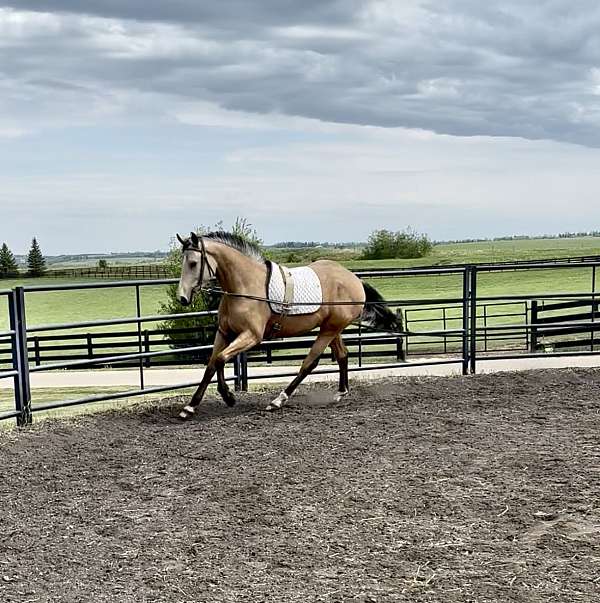 club-dutch-warmblood-horse