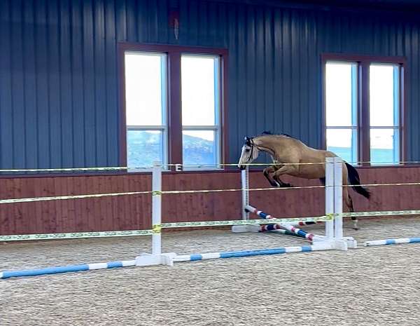 date-dutch-warmblood-horse