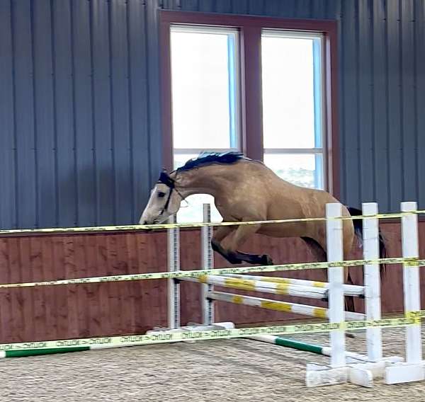 handled-dutch-warmblood-horse