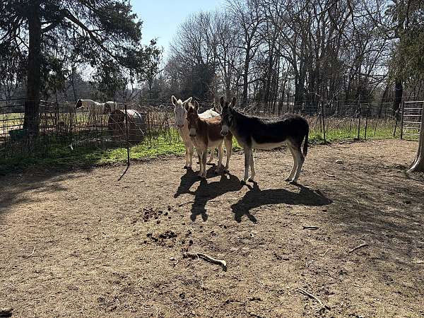 sidesaddle-donkey