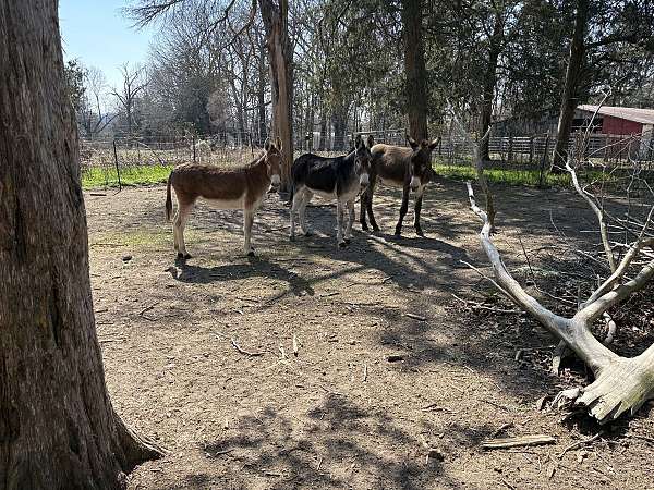 white-muzzle-belly-legs-horse