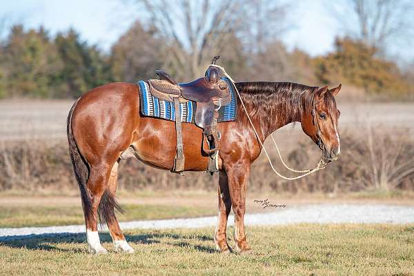 all-around-quarter-horse