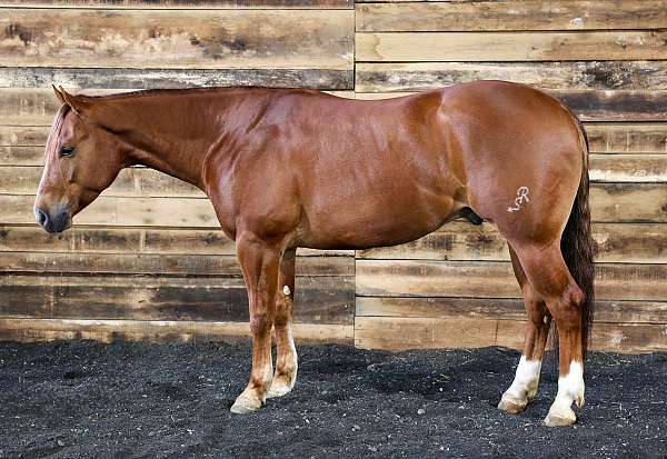 athletic-quarter-horse
