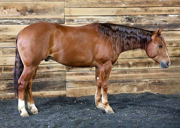 beginner-quarter-horse