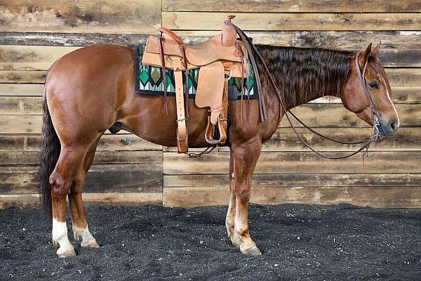 calf-roping-quarter-horse