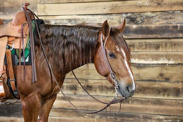cutting-quarter-horse