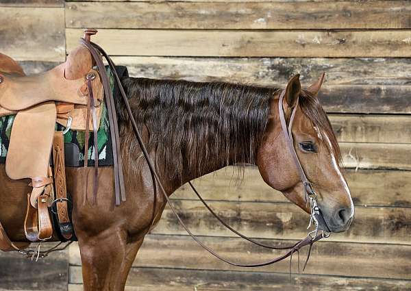 cutting-prospect-quarter-horse