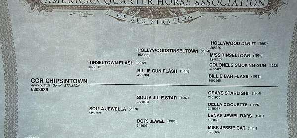 dressage-quarter-horse