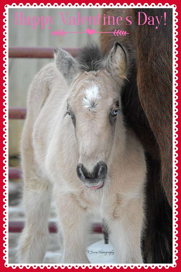 hunter-stallion-gypsy-vanner-horse