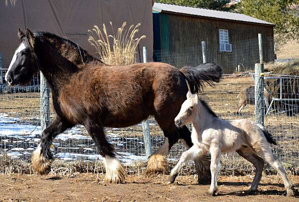 buckskin-hunter-stallion-horse