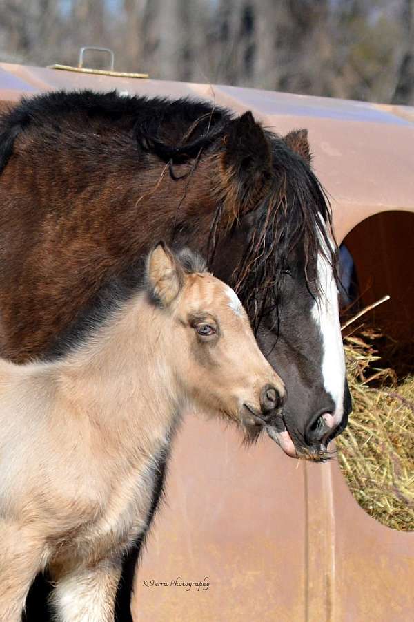 hunter-stallion-colt