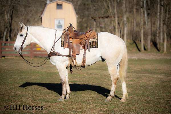 all-around-quarter-horse
