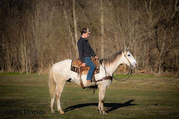 athletic-quarter-horse
