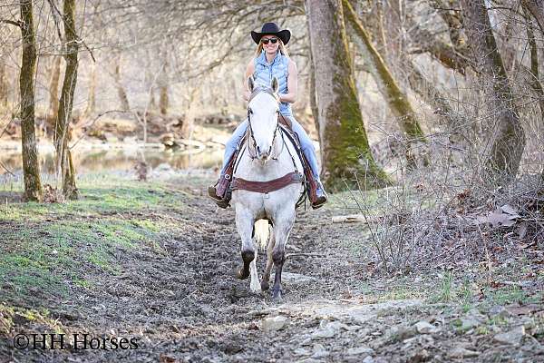 beginner-quarter-horse