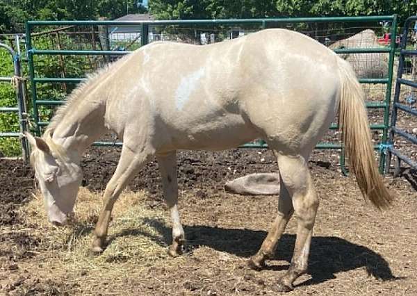 perlino-tr-horse