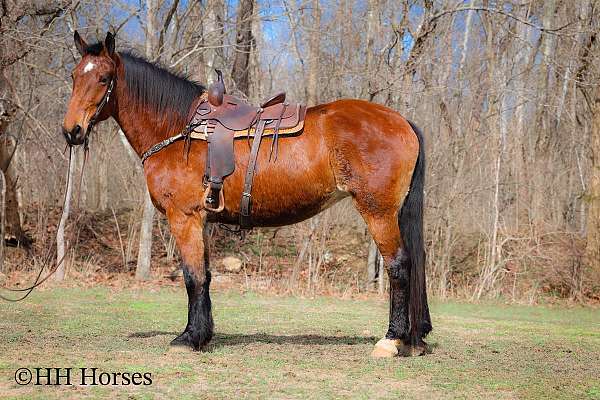 team-driv-belgian-horse