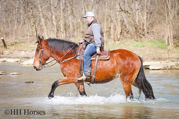 bay-team-driv-horse