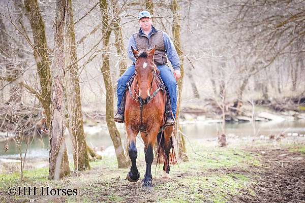 all-around-belgian-horse