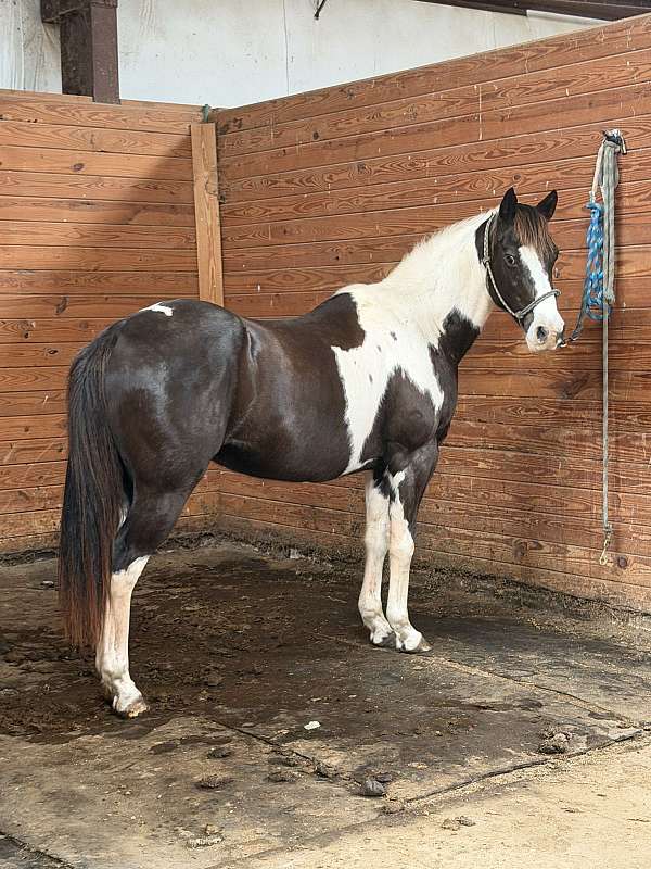 poa-broodmare
