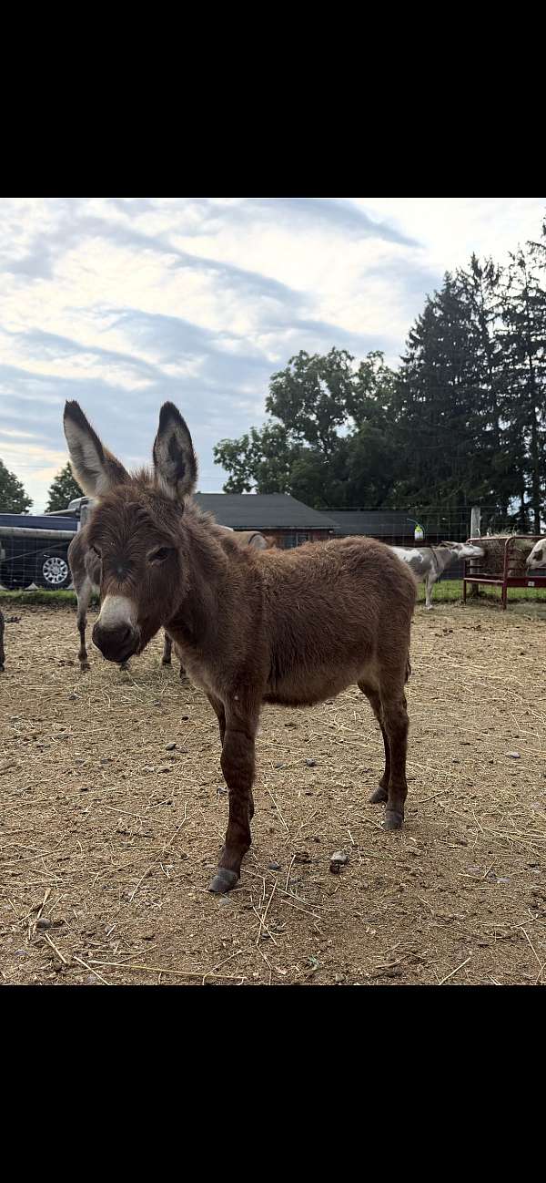 3-hand-donkey-foal