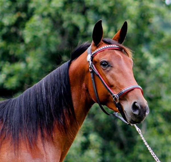 bay-standardbred-mare