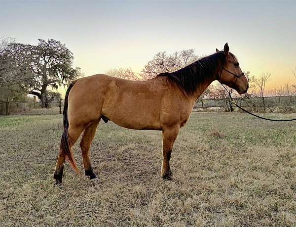 dun-star-horse