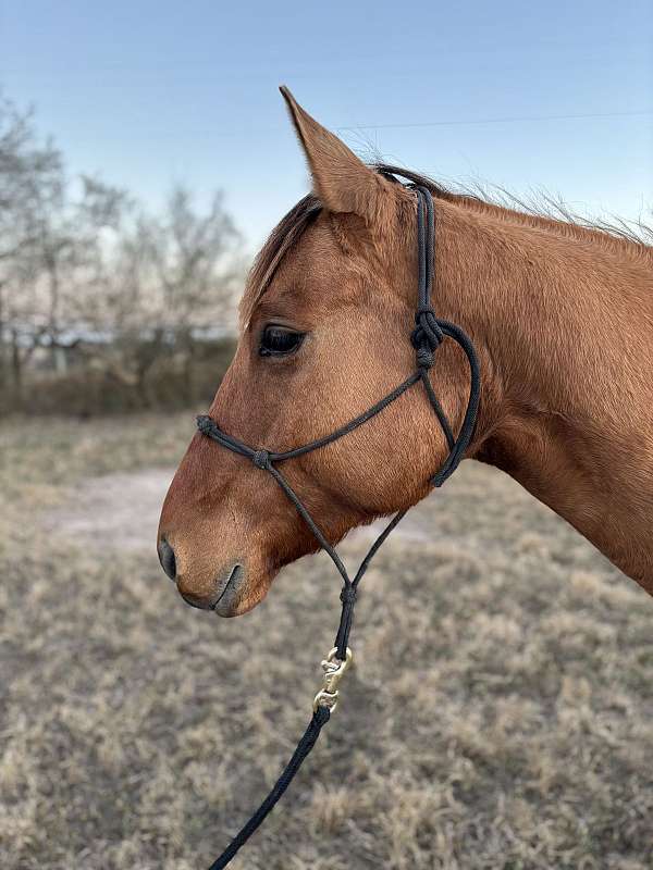 aqha-quarter-horse