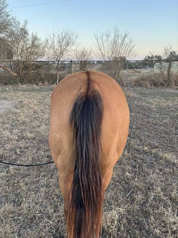 dun-quarter-horse