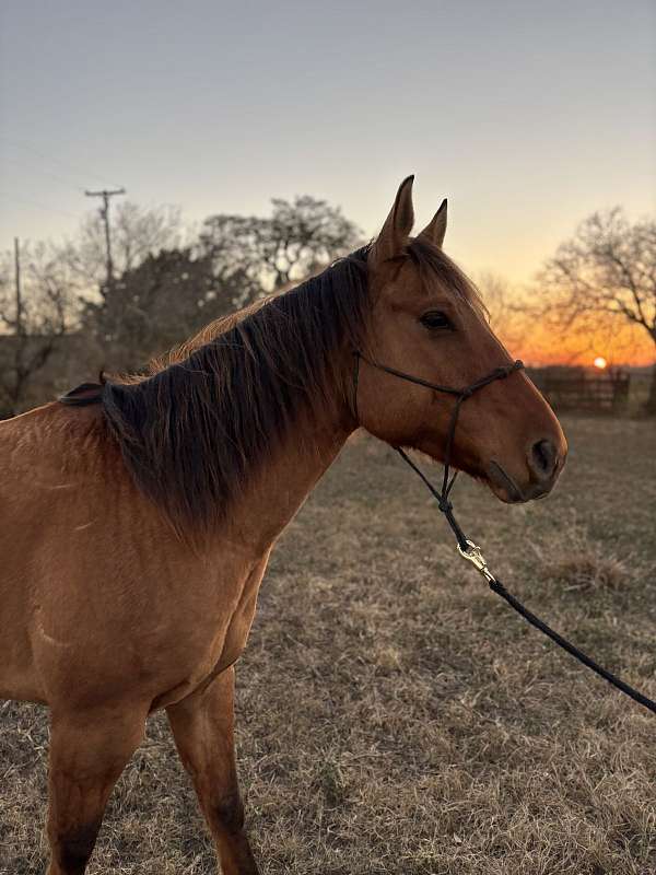 aqha-dun-quarter-horse