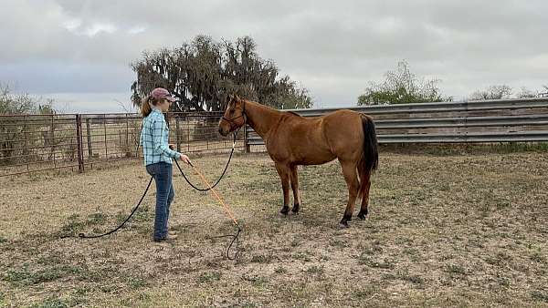 gelding-quarter-horse